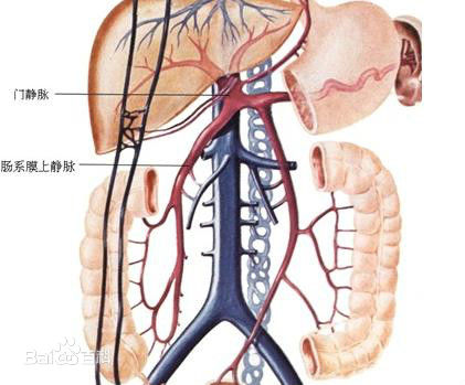 肠系膜静脉