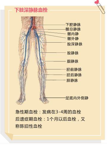 下肢深静脉解剖图